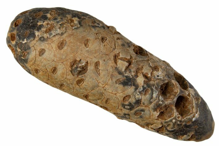 Fossil Cycadophyte Seed Cone - Boujdour, Morocco #339308